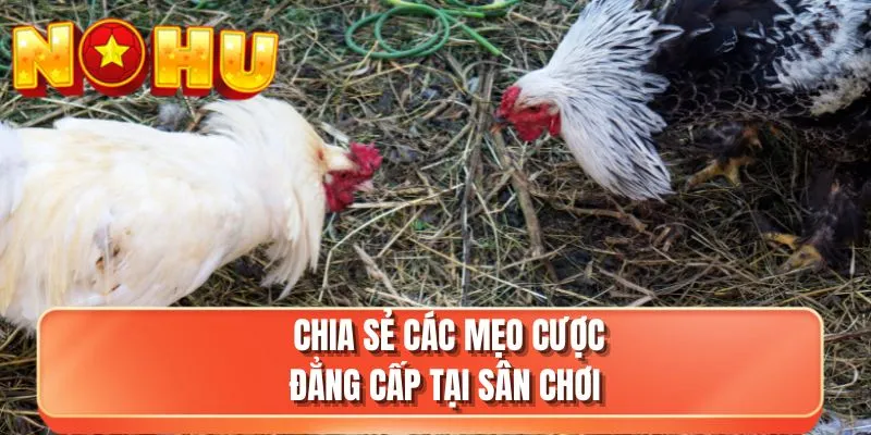 Chia sẻ các mẹo cược đẳng cấp tại sân chơi